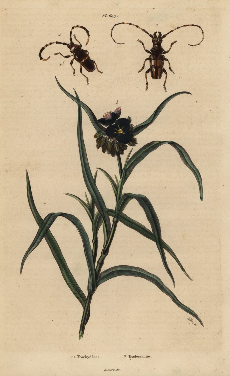 Trachyderes succinatus 1, Trachyderes mandibularis 2 i wirginijczyk, Tradescantia virginiana 3 autorstwa Unbekannt
