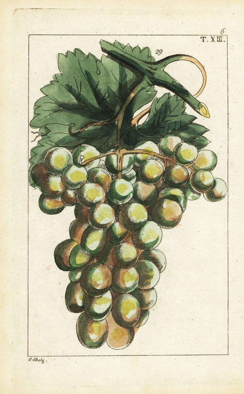 Traminar odmiana winogron, Vitis vinifera. autorstwa Unbekannter Künstler