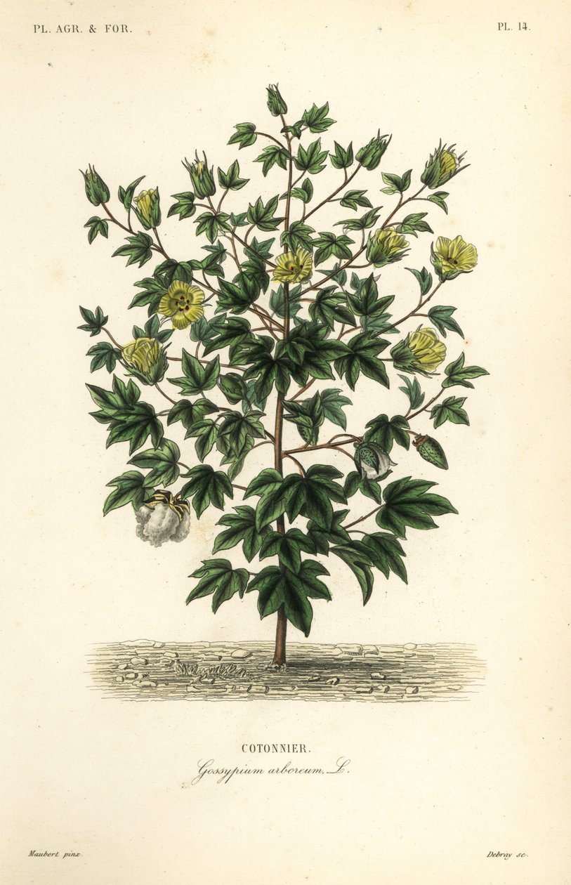Bawełna drzewna, Gossypium arboreum, Cotoninier autorstwa Unbekannt