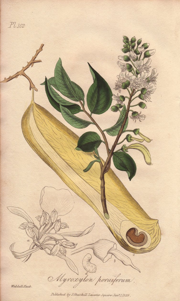 Drzewo gorączki (Myroxylon peruiferum) - mocna woda autorstwa Williama Clarke