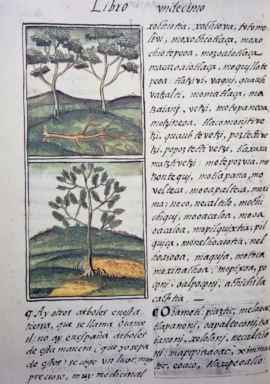 Drzewa, dzikie cyprysy i jodły, strona z Kodeksu Florenckiego, dwujęzyczna wersja w języku hiszpańskim i nahuatl, Ogólna historia rzeczy w Nowej Hiszpanii, autorstwa hiszpańskiego misjonarza Fray Bernardino de Sahagun (1499-1590). Cywilizacja Azteków autorstwa William M. Timlin