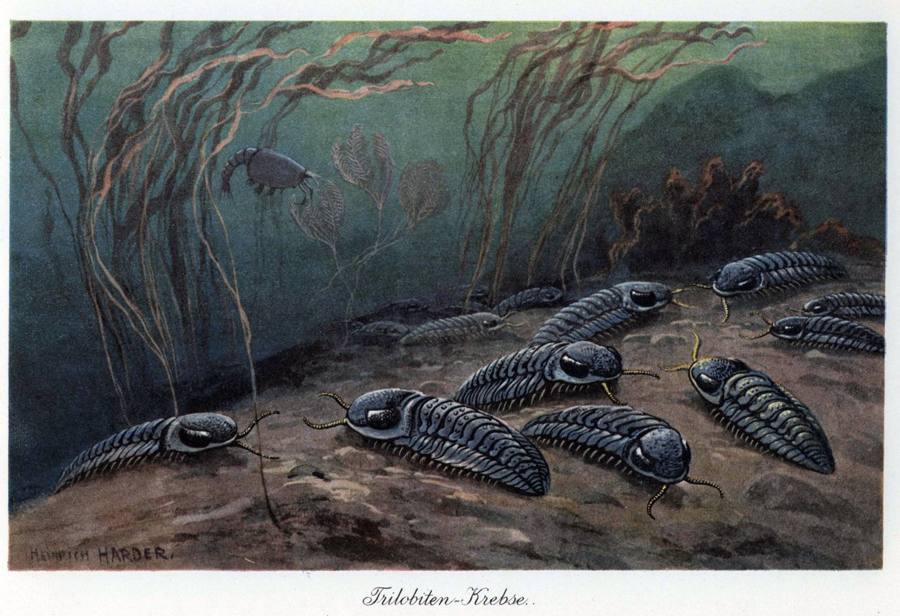 Trylobity (trzy płaty), kopalne stawonogi morskie z rodziny Trylobia, żyjące w paleozoiku (era pierwotna), od kambru do permu. Kolorowa ilustracja autorstwa Heinricha Hardera (1858-1935), w "Tiere der Urwelt" (Zwierzęta prehistorii), tekst autorstwa Unbekannter Künstler