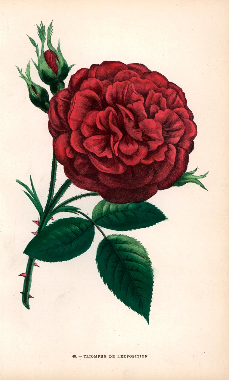 Triomphe de l