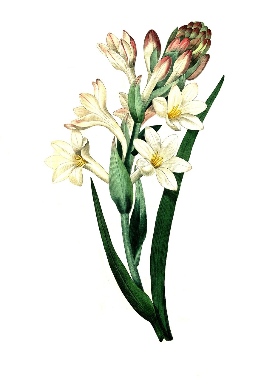 Tuberoza, Agave amica (Agave polianthes), cyfrowa reprodukcja oryginalnego dzieła sztuki z XVIII wieku autorstwa Unbekannter Künstler