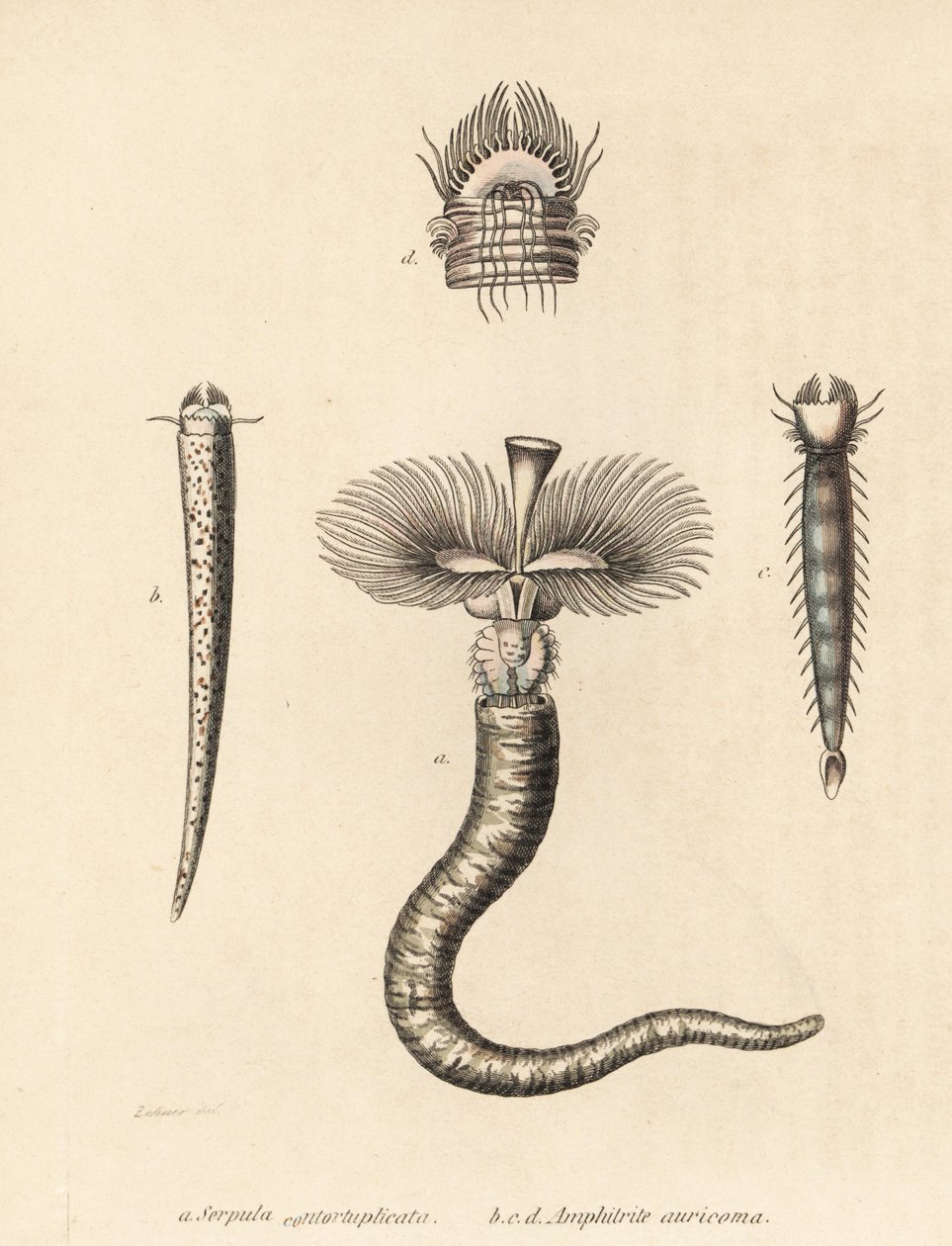 Serpula vermicularis (Serpula contortuplicata) i Amphictene auricoma (Amphitrite auricoma). Ręcznie kolorowana litografia autorstwa Gebharta na podstawie ilustracji Zehnera z Galerii Historii Naturalnej Georga Friedricha Treitschke, Naturhistoris autorstwa Unbekannter Künstler