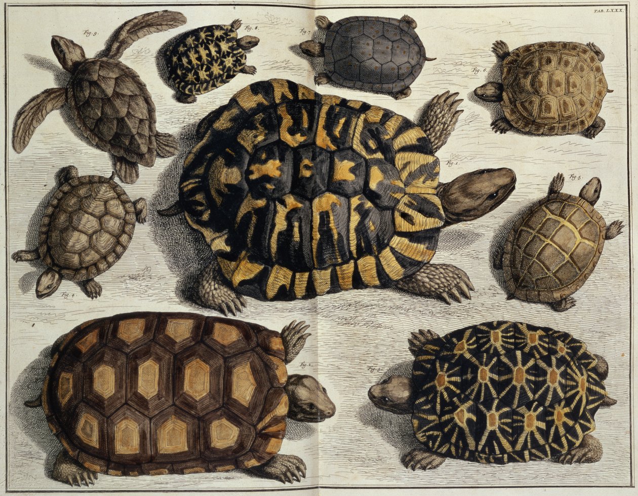 Żółwie: z "Locupletissimi Rerum Naturalium" Alberta Seby, ok. 1750 r. (ręcznie kolorowana rycina) autorstwa Unbekannter Künstler