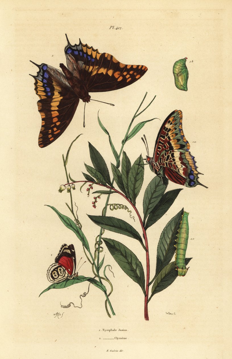 Dwuogoniasty pasza lub lisi cesarz, Charaxes jasius, z poczwarką i gąsienicą 1 oraz osiemdziesiąt osiem motyli Cramera, Diaethria clymena 2 autorstwa Unbekannt