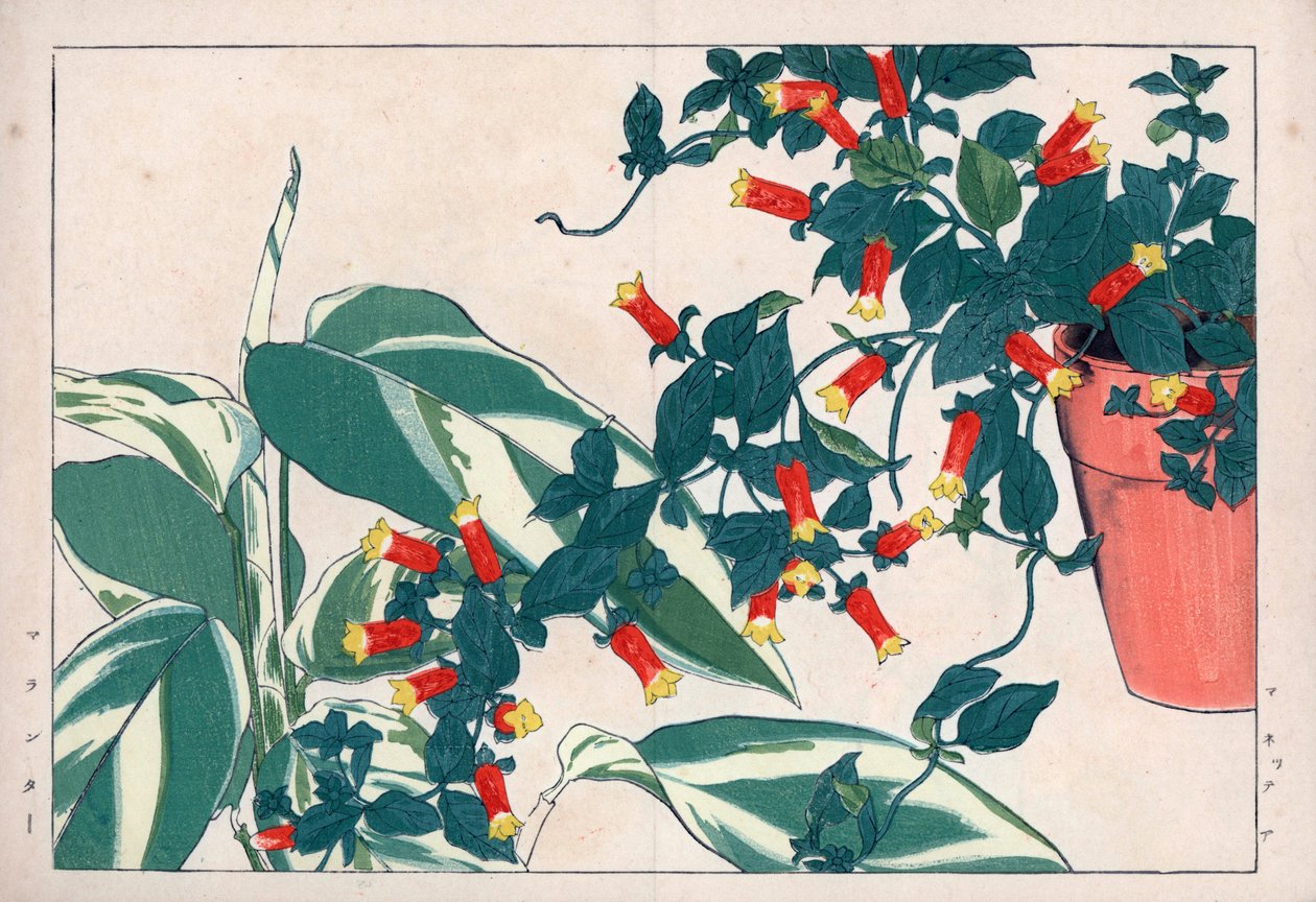 Dwukolorowa manettia w doniczce i dicadame lub ziele ze strzałkami. Winorośl petarda, Manettia bicolor, w doniczce i maranta arundinacea. Ręcznie kolorowana odbitka drzeworytnicza z "Seiyou Sokazufu" Konana Tanigamiego (Pictorial Album of Western Plants an autorstwa Unbekannter Künstler