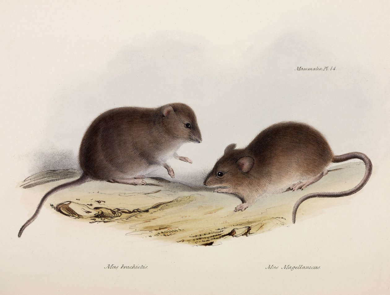 Dwa typy myszy, Ameryka Południowa, ok. 1832-1836 autorstwa Unbekannt