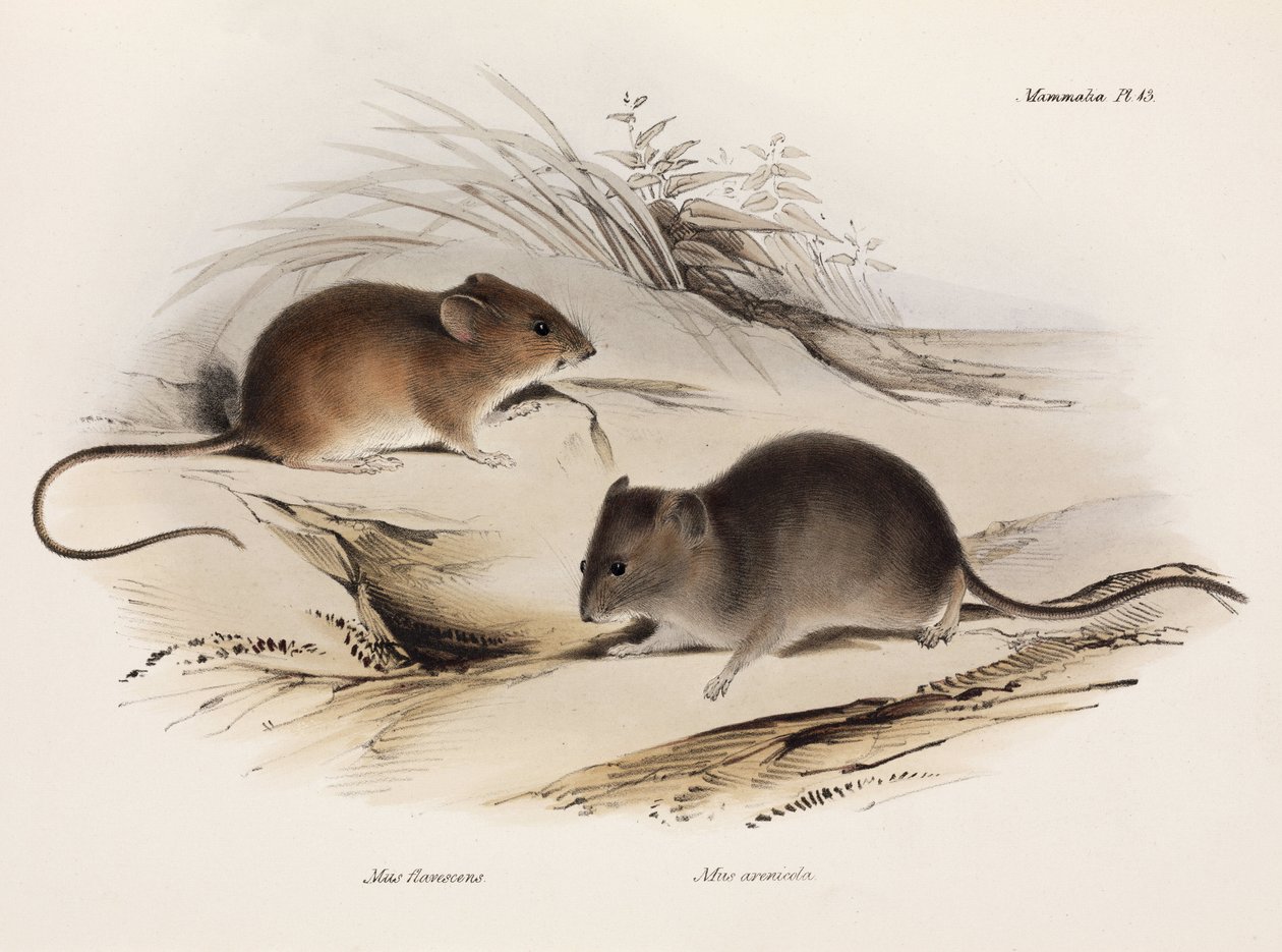 Dwa typy myszy, Ameryka Południowa, ok. 1832-1836 autorstwa Unbekannt