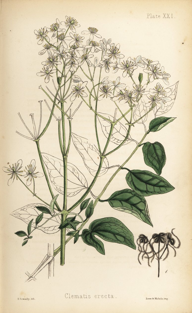 Powojnik prosty, Clematis recta (Clematis erecta). Ręcznie kolorowana litografia autorstwa Henry