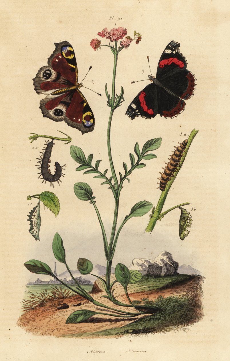 Waleriana, Valeriana officinalis 1, pawi motyl, Aglais io 2, czerwony admirał, Vanessa atalanta 3 autorstwa Unbekannt