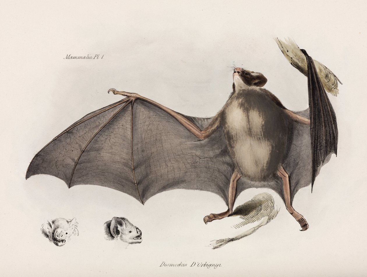 Nietoperz wampir, Ameryka Południowa, ok. 1832-1836 autorstwa Unbekannter Künstler