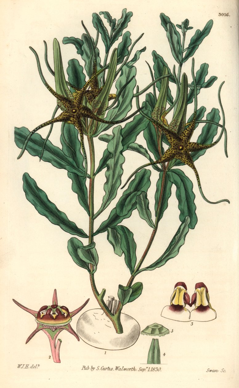 Variete by Brachystelma (Brachystelma crispum) - Ilustracja Williama Jacksona Hoopera (1785-1865), grawerowana przez Swana, dla magazynu botanicznego Williama Curtisa. autorstwa Unbekannter Künstler