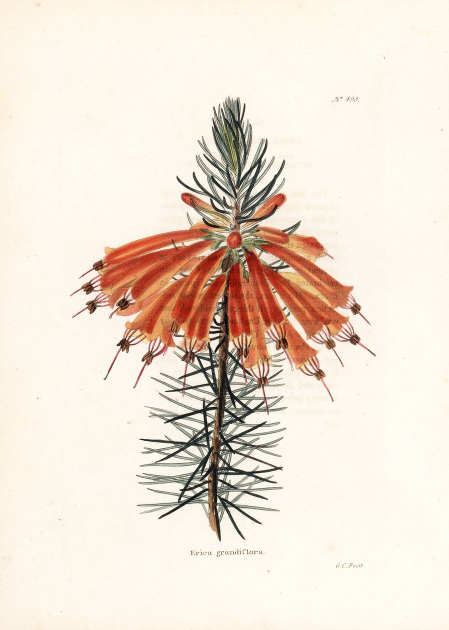 Variete de bruyere - litografia autorstwa George