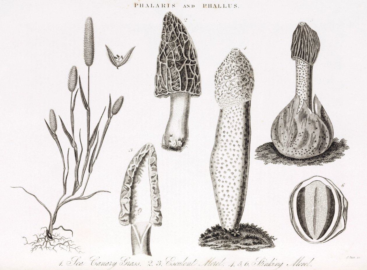 Odmiana traw i wodnych phallus des champignons morille autorstwa Unbekannt