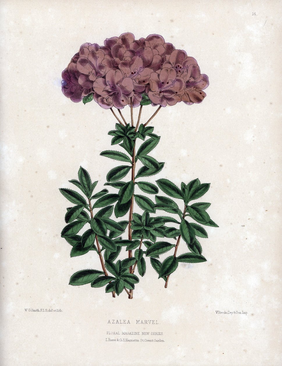 Odmiana Azalee marvel, z małymi półpełnymi kwiatami typu Amcena, w kolorze bladofioletowym. Litografia autorstwa Worthingtona G. Smitha (1835-1917), opublikowana w Floral Magazine autorstwa Unbekannter Künstler