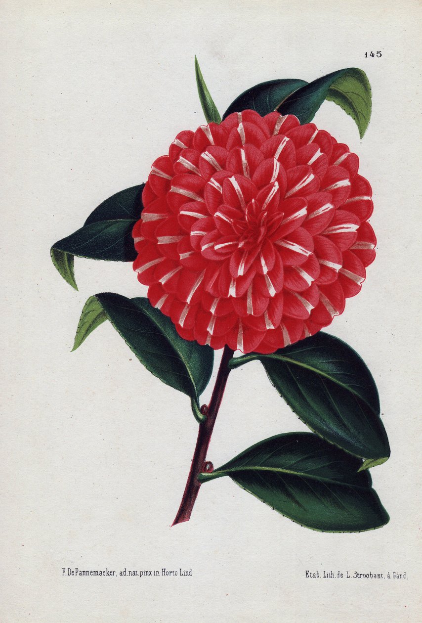 Odmiana hybrydowa kamelii, zwana Caprioli, o czerwonych kwiatach z białymi paskami (Camellia japonica, Thea japonica). Ilustracja P.de Pannemaeker, litografia L.Stroobant z Gandawy (Belgia), opublikowana w L