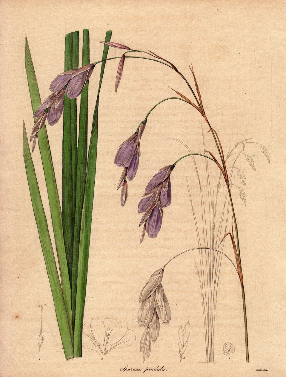 Odmiana irysa (Sparaxis pendula), zwana kwiatem arlekina, pochodząca z Afryki Południowej, o zwisających kwiatach w kolorze liliowym. Ilustracja autorstwa R. Millsa (działającego w latach 1836-1842), w The Botanist, serii Benjamina Maunda w pięciu tomach,  autorstwa Unbekannter Künstler
