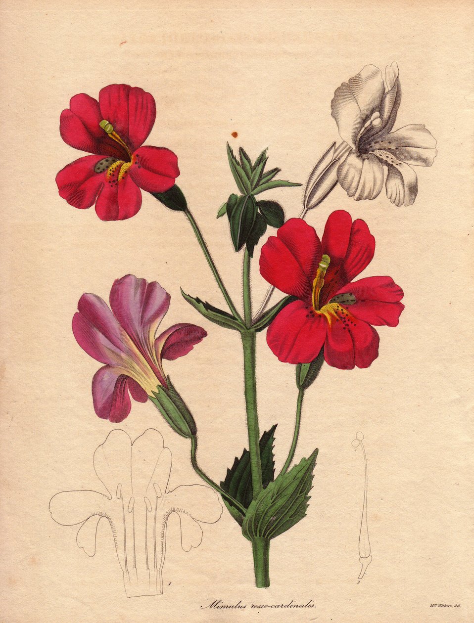 Odmiana mimulusa (Mimulus roseo cardinalis). Odmiana hybrydowa Hodsona, zwana kwiatem małpy lub kwiatem piżma. Ilustracja autorstwa Augusty Innes Withers (1793-1877), w The Botanist, serii Benjamina Maunda w pięciu tomach, opublikowanej w latach 1836-1842. autorstwa Unbekannter Künstler