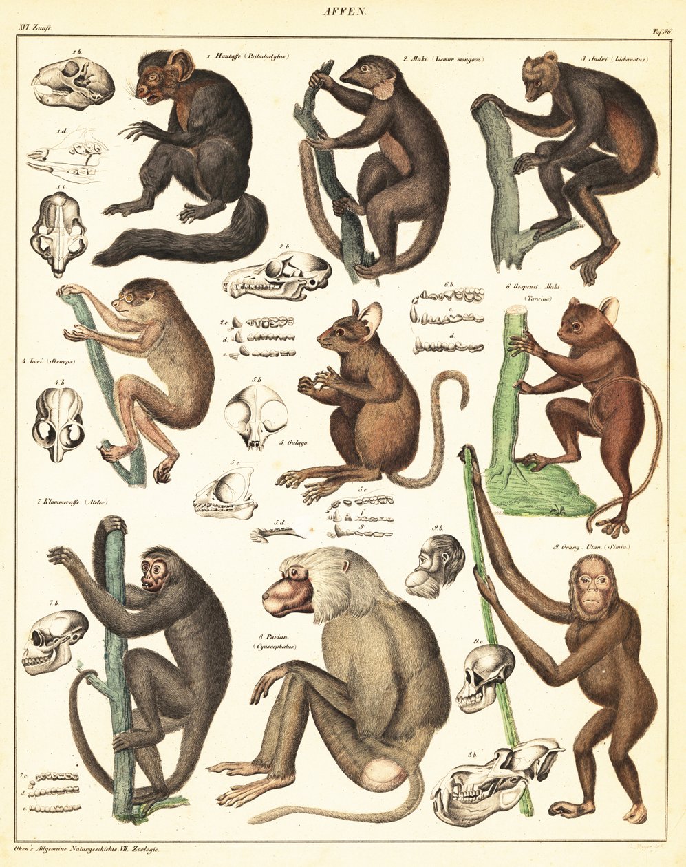Odmiany małp. 1841 (litografia) autorstwa Unbekannter Künstler