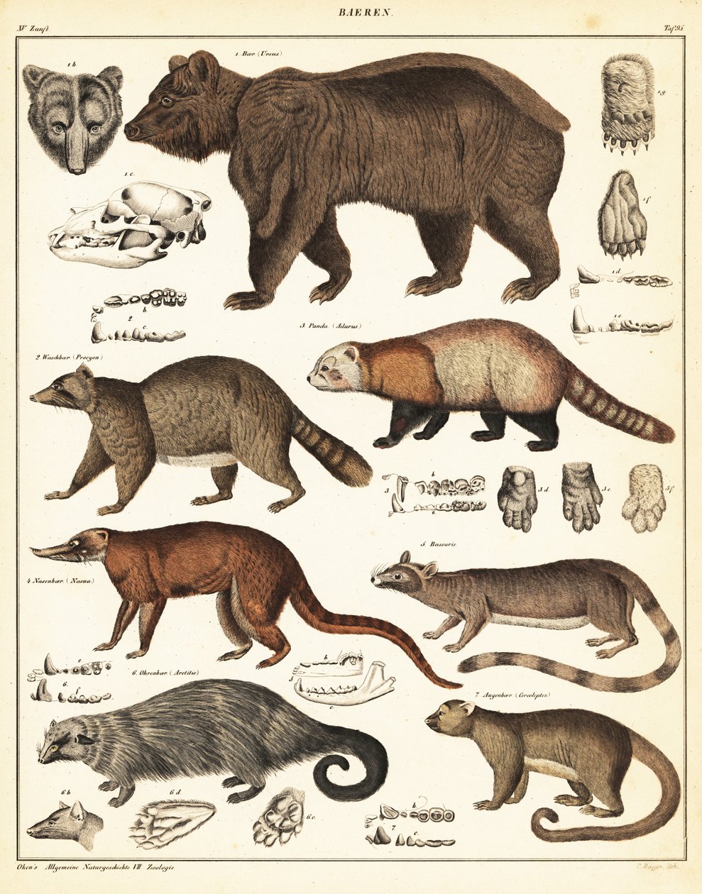 Odmiany niedźwiedzi.,1841 (litografia) autorstwa Unbekannter Künstler
