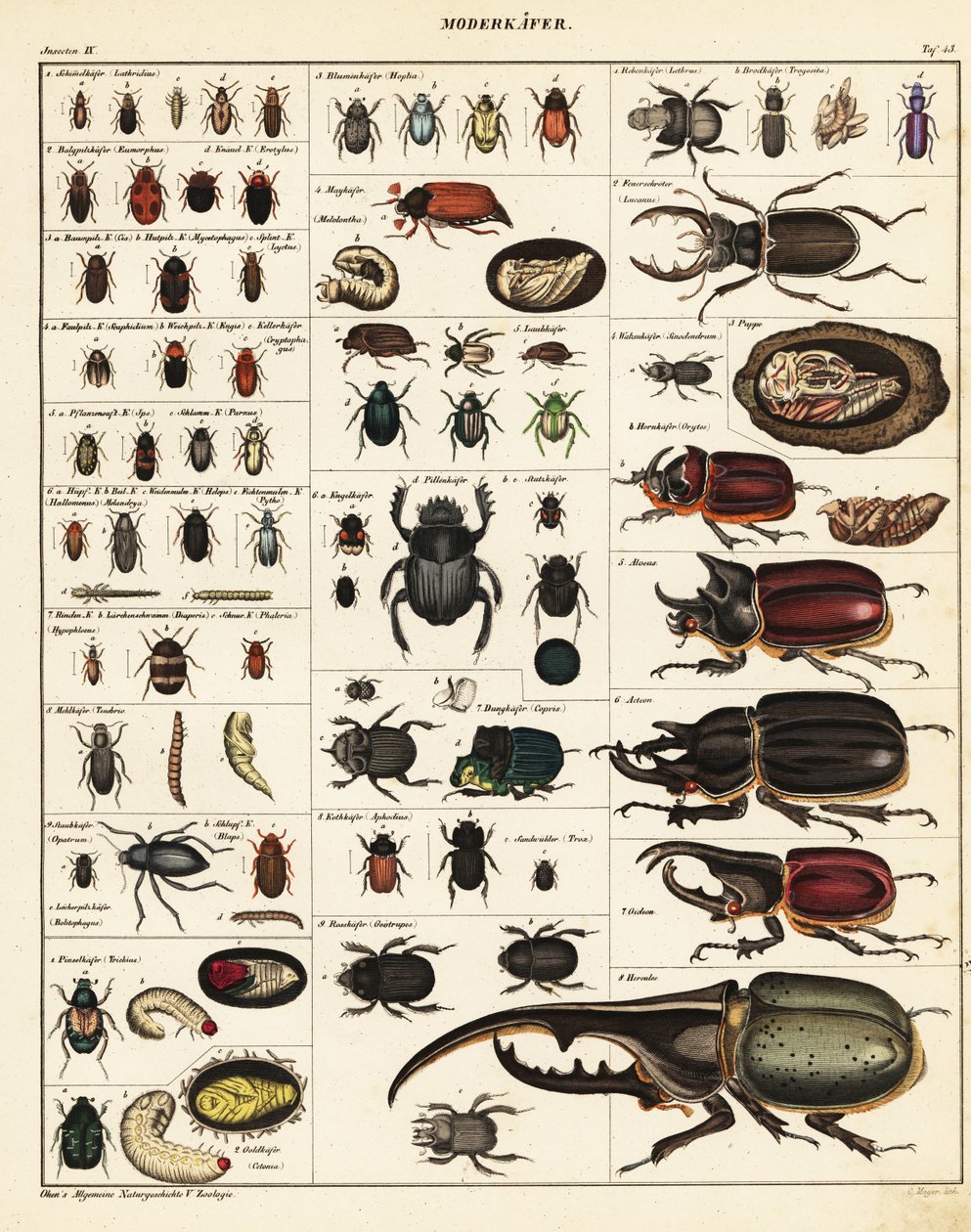 Odmiany chrząszczy.,1841 (litografia) autorstwa Unbekannter Künstler
