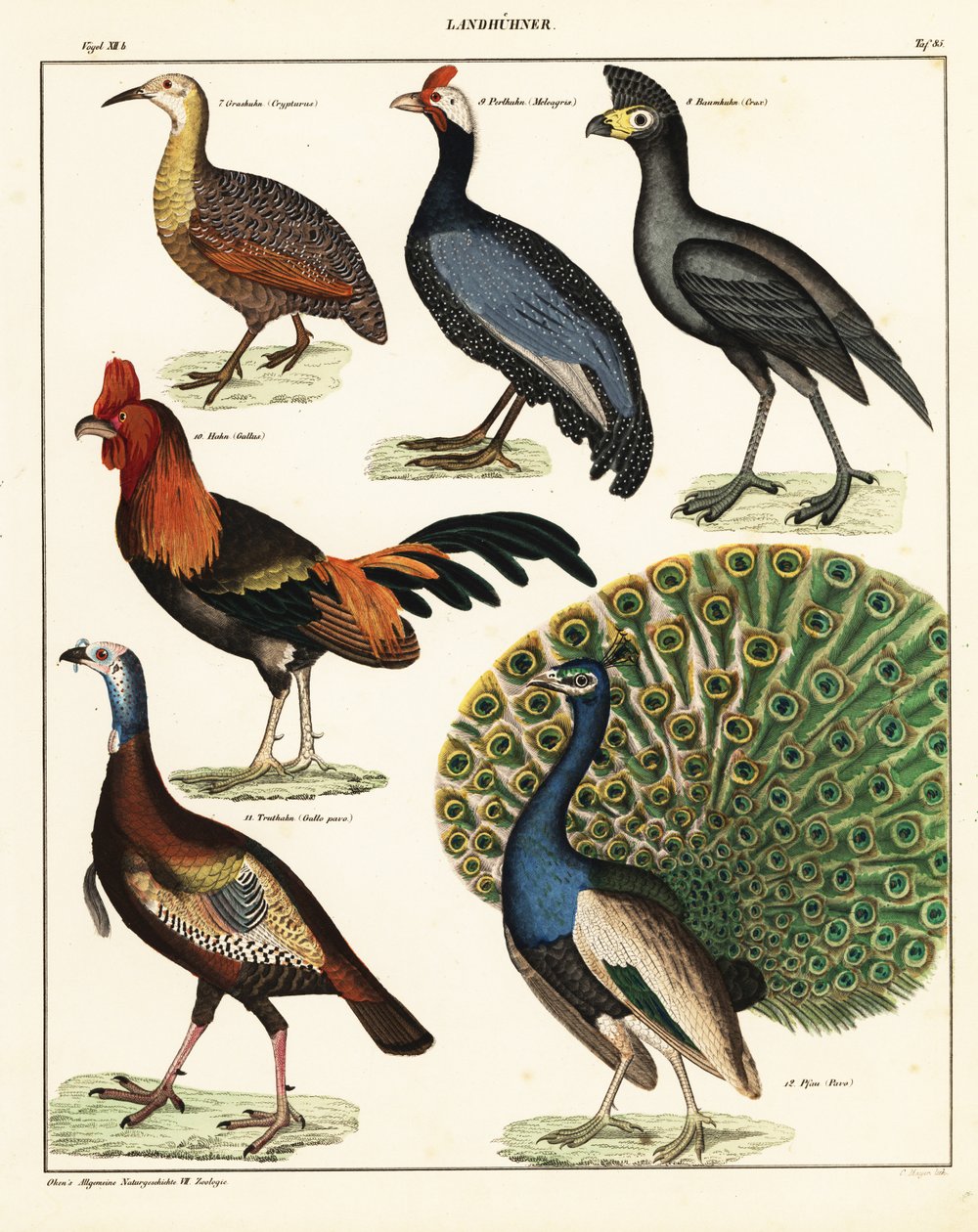 Odmiany ptaków. 1841 (litografia) autorstwa Unbekannter Künstler