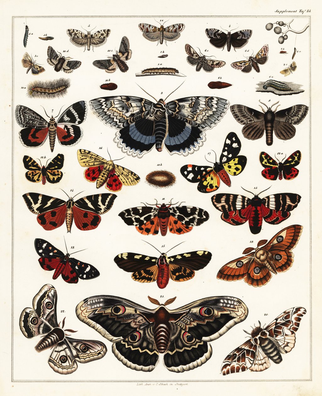 Odmiany motyli, ciem itp.,1841 (litografia) autorstwa Unbekannter Künstler