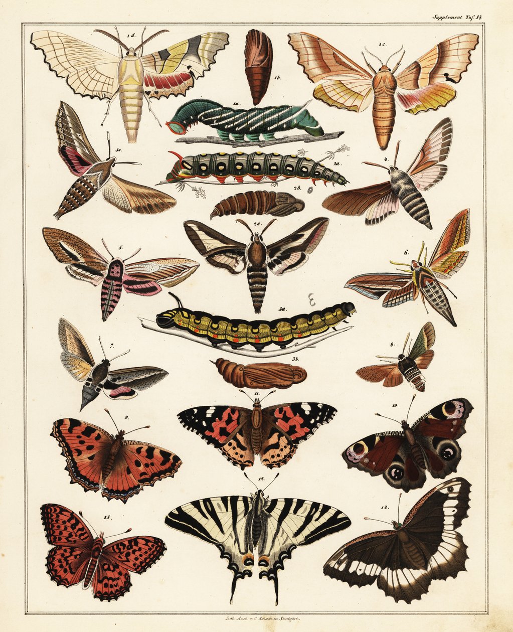 Odmiany motyli, ciem itp.,1841 (litografia) autorstwa Unbekannter Künstler