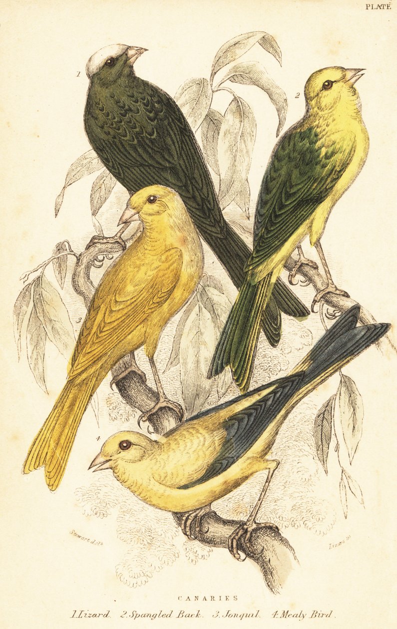 Odmiany kanarków, Serinus canaria domestica.1889 (grawerowanie) autorstwa Unbekannter Künstler