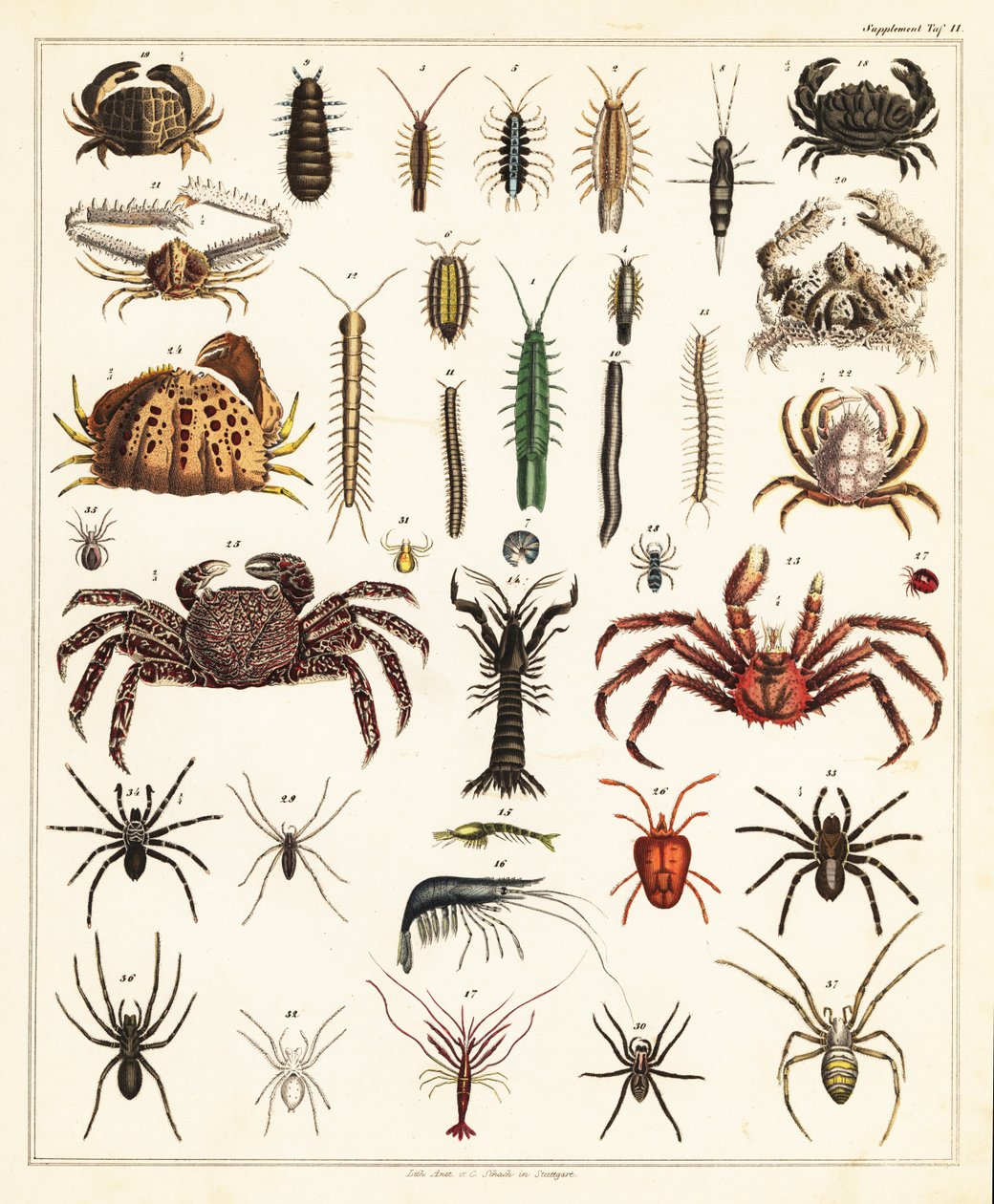 Odmiany krabów i pająków, 1841 (litografia) autorstwa Unbekannter Künstler