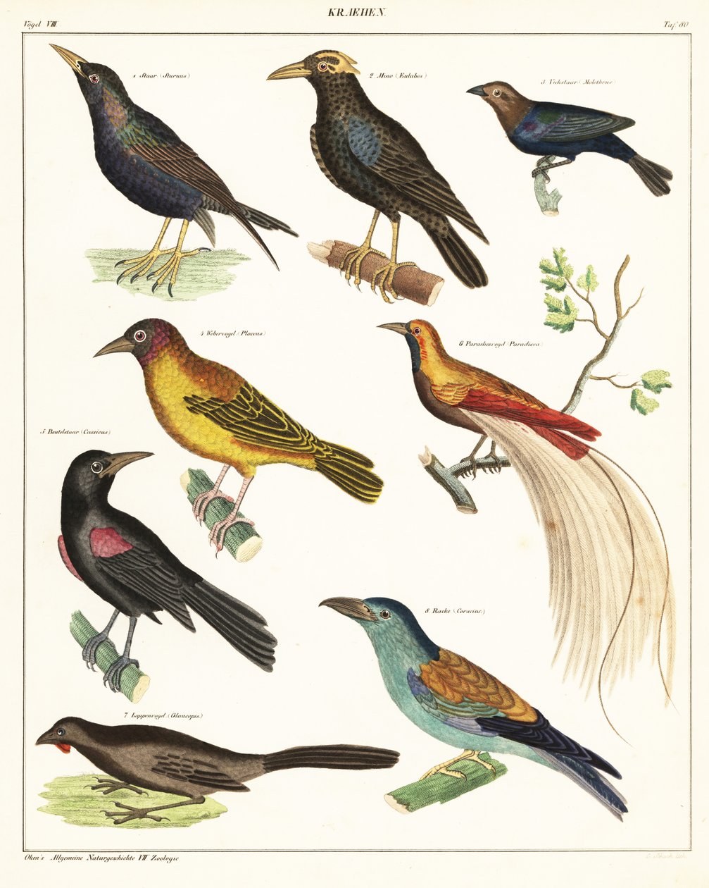 Odmiany ptaków egzotycznych. 1841 (litografia) autorstwa Unbekannter Künstler
