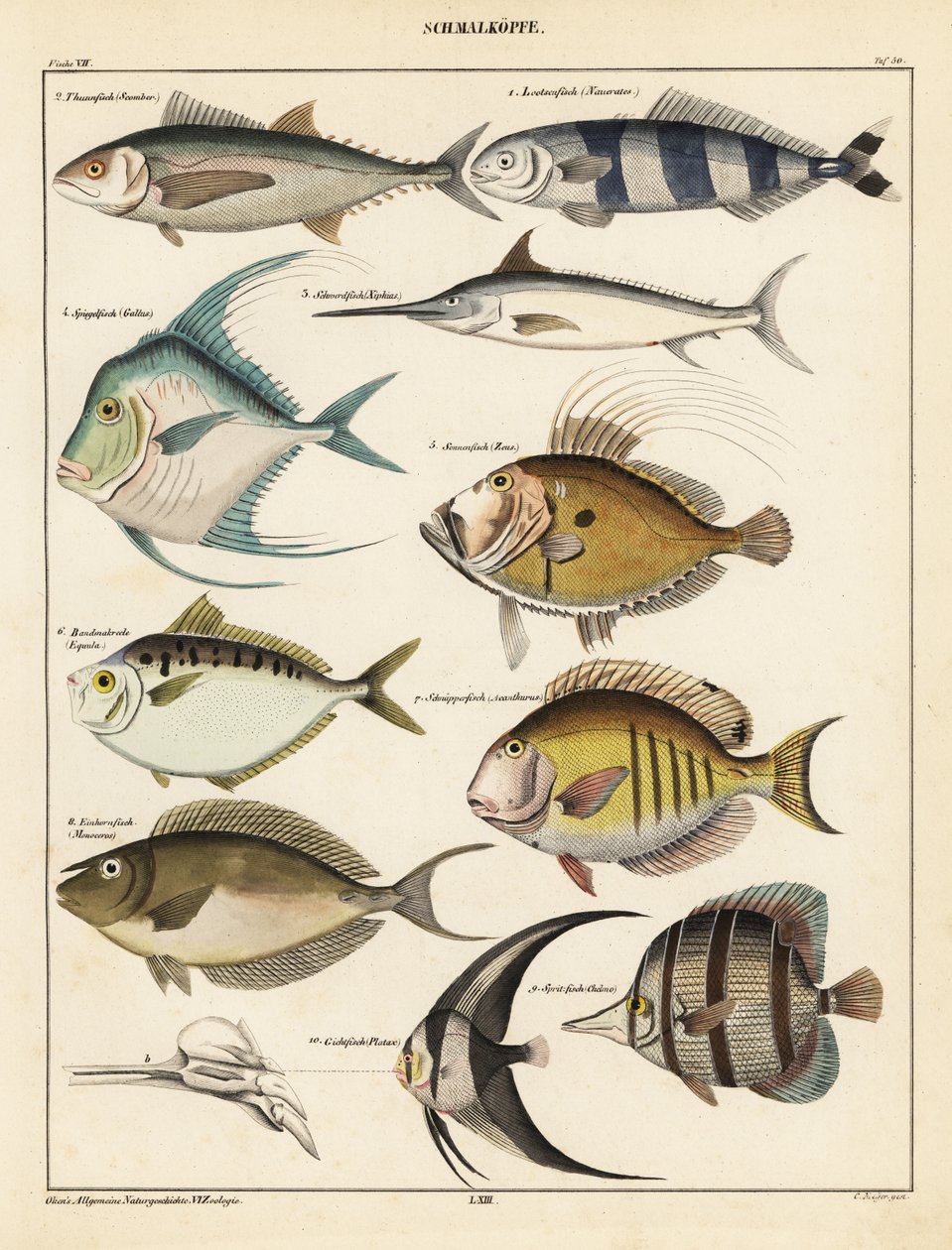 Odmiany ryb.,1841 (litografia) autorstwa Unbekannter Künstler