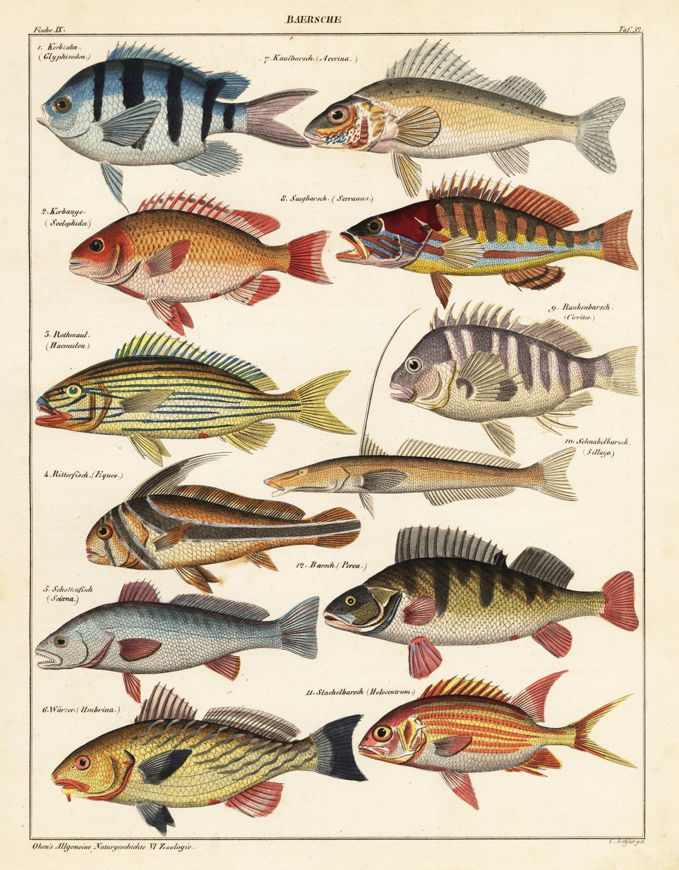 Odmiany ryb.,1841 (litografia) autorstwa Unbekannter Künstler