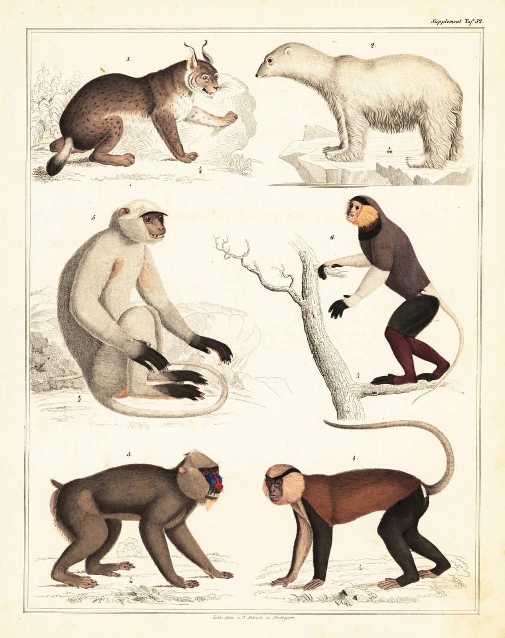 Odmiany ssaków. 1842 (litografia) autorstwa Unbekannter Künstler