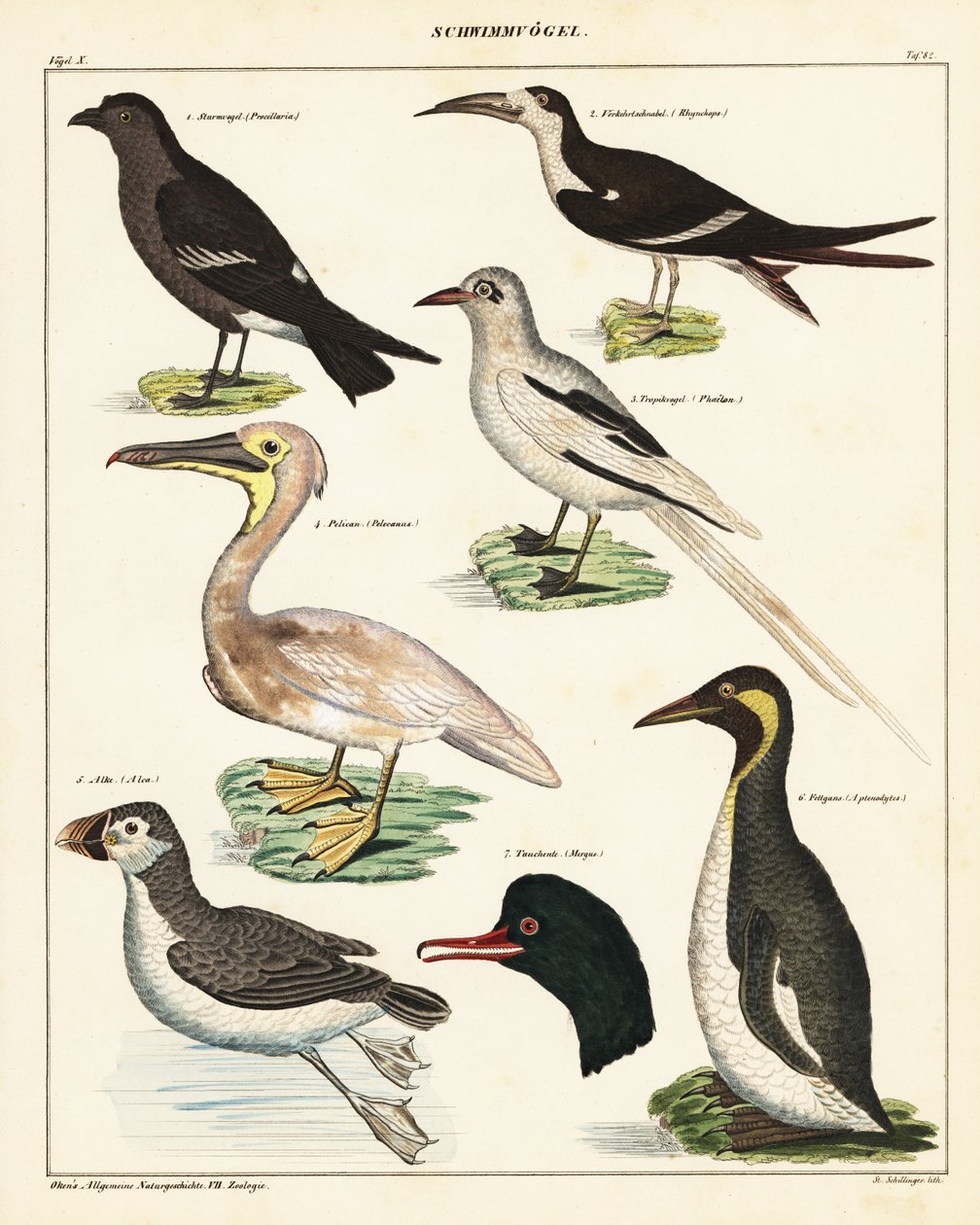 Odmiany ptaków morskich. 1841 (litografia) autorstwa Unbekannter Künstler