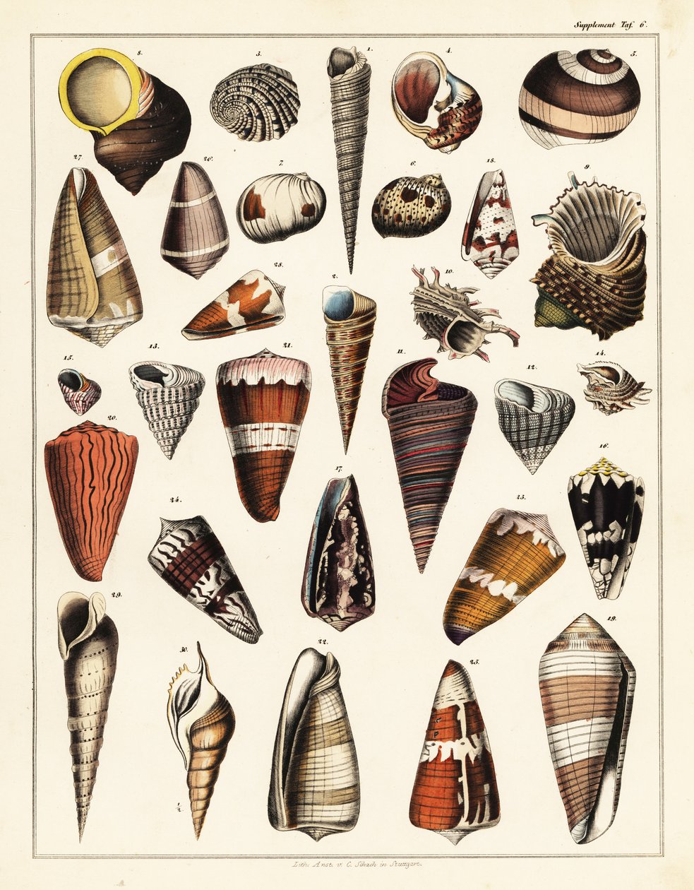 Odmiany muszli, mięczaków, 1841 (litografia) autorstwa Unbekannter Künstler