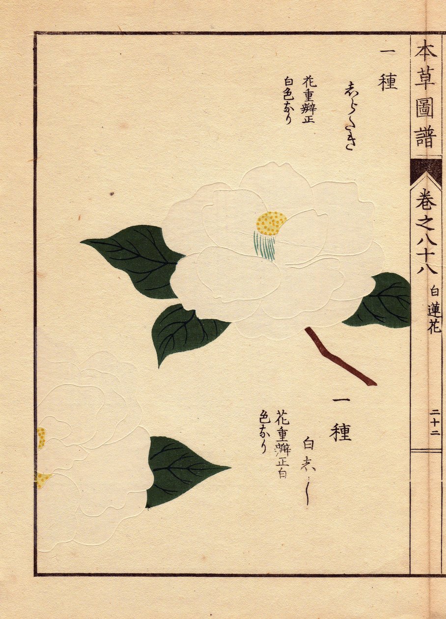 Odmiana kamelii z Japonii (Thea japonica Nois): Shirataki i Shiroshishi, o białych kwiatach. Eau forte en couleurs, drzeworyt autorstwa Kanena Iwasaki (1786-1842), botanika, entomologa i zoologa japońskiego, opublikowany w Honzo Zufu, w 1884 r., przewodnik autorstwa Unbekannter Künstler