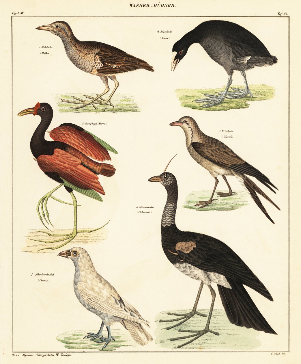 Różnorodność ptactwa wodnego. 1841 (litografia) autorstwa Unbekannter Künstler