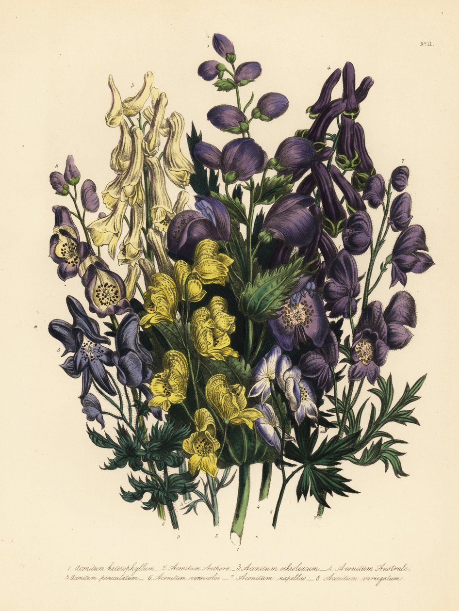 Tojad różnolistny, Aconitum heterophyllum, tojad żółty, A. anthora, tojad jasnożółty, A. ochroleucum, tojad karpacki, tojad wiechowaty, A. paniculatum, A. versicolor, tojad pospolity, A. napellus i A. variegatum. Handf autorstwa Unbekannter Künstler