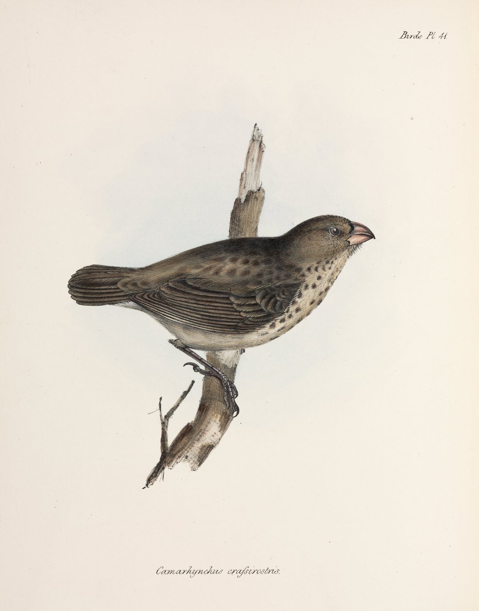 Dziwonia wegetariańska, Wyspy Galapagos, ok. 1832-1836 autorstwa Unbekannt