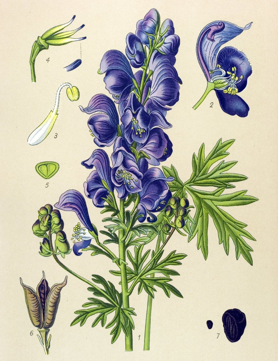 Roślina jadowita (toksyczna) i lecznicza: Aconit napel (Aconitum napellus) autorstwa Unbekannter Künstler