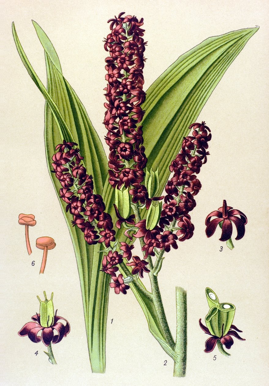 Planta venenosa (tóxica): Veratrum preto (Veratrum nigrum)polonês autorstwa Unbekannter Künstler