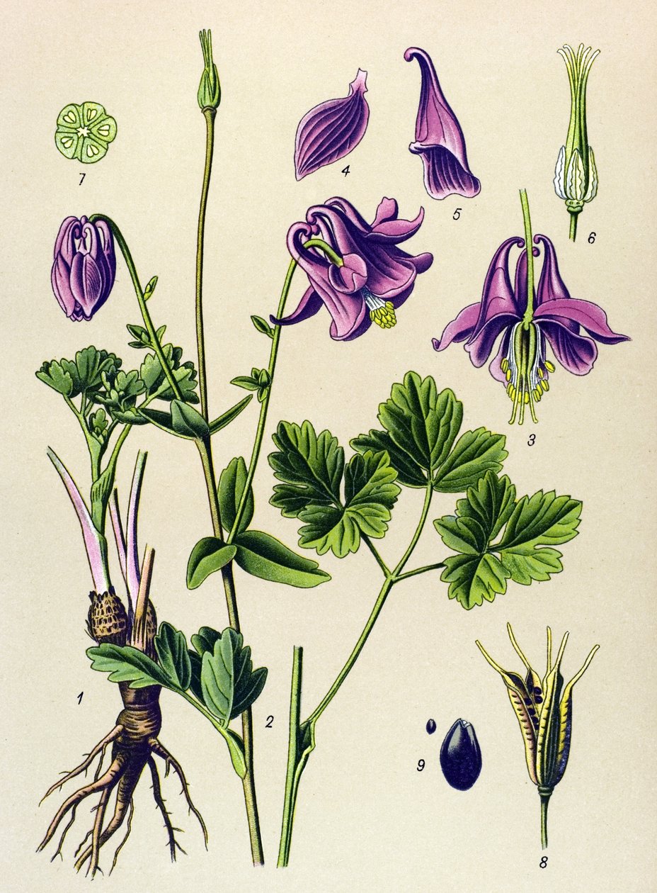 Roślina żylna (toksyczna): Ancolia pospolita (Aquilegia vulgaris) autorstwa Unbekannter Künstler