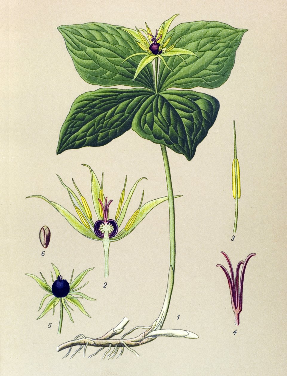 Roślina jadowita (toksyczna): Paryzetka czterolistna (Paris quadrifolia) autorstwa Unbekannter Künstler