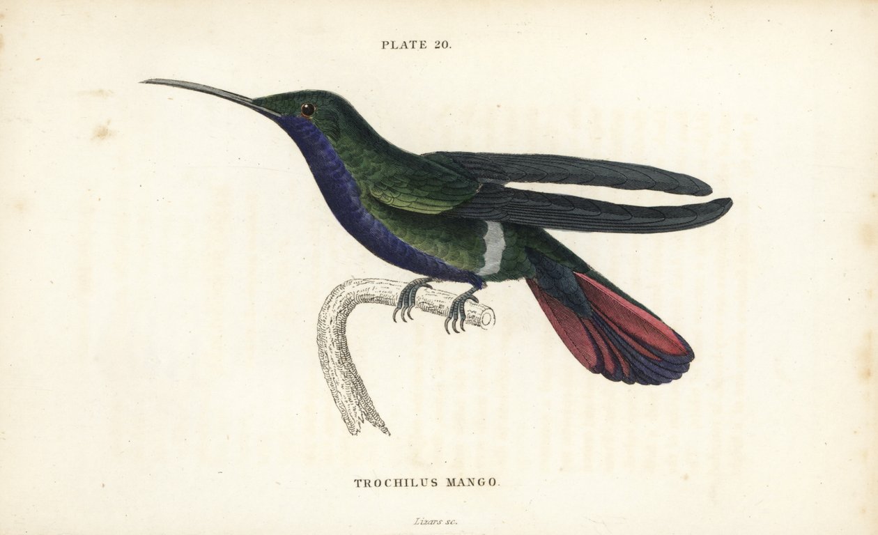 Veraguan mango, Anthracothorax veraguensis (koliber mango, Trochilus mango). Ręcznie kolorowana stalowa rycina autorstwa Williama Lizarsa z Sir William Jardine
