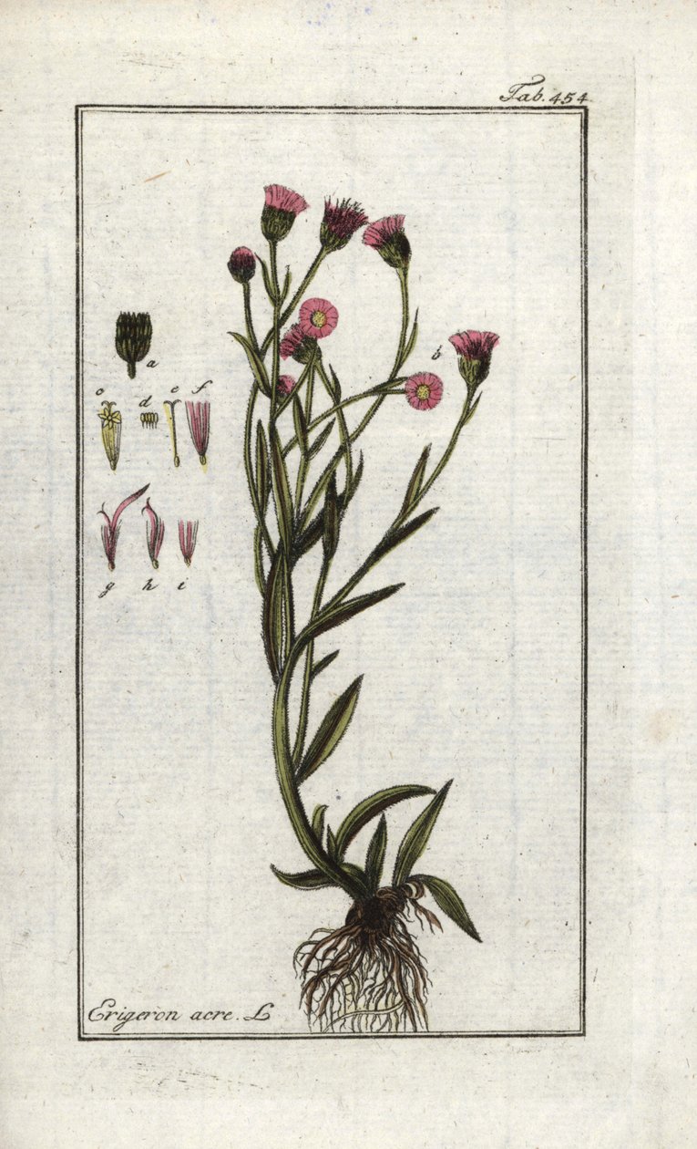 Vergerette acre (Erigeron acris). Litografia z "Picture of Artseny-Gewassen" autorstwa Johannesa Zorna (1739-1799), Holandia autorstwa Unbekannter Künstler