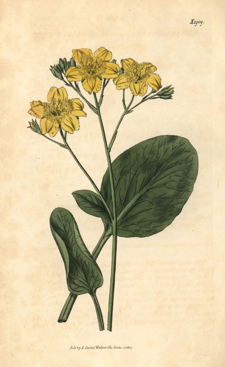 Villardie - Villarsia ovata (Oval-leaved cape buckbean, Menyanthes ovata). Ręcznie kolorowana rycina botaniczna z Curtis