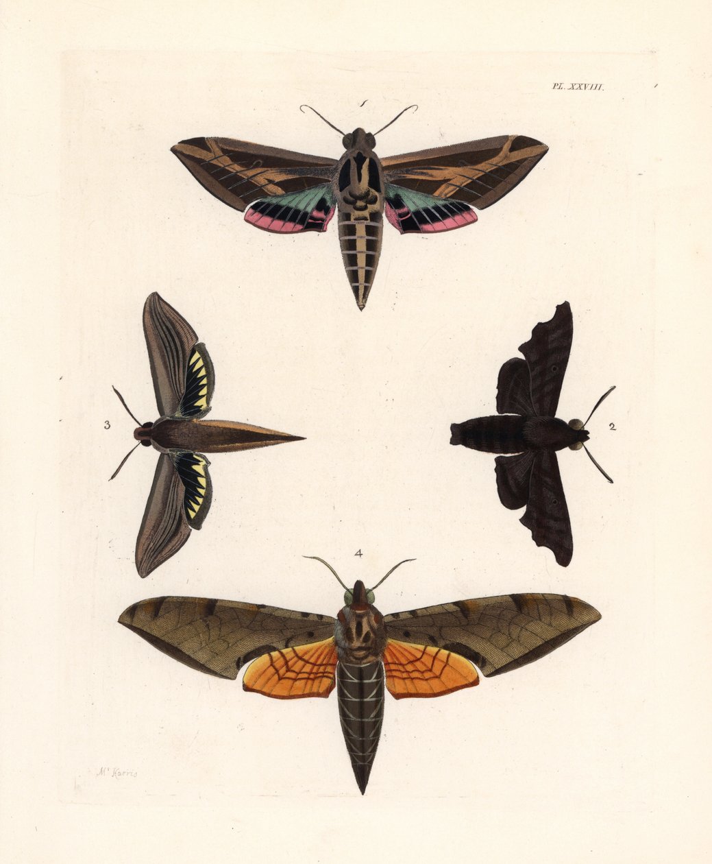 Ćma sfinks winoroślowy, Eummorpha vitis 1, sfinks żałobny, Enyo lugubris 2, sfinks tersa, Xylophanes tersa 3 i sfinks smugowy, Proambulyx strigilis 4. Ręcznie kolorowana litografia z nowego wydania Dru Drury